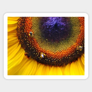 Sunflower, Seeds & Bees Sticker